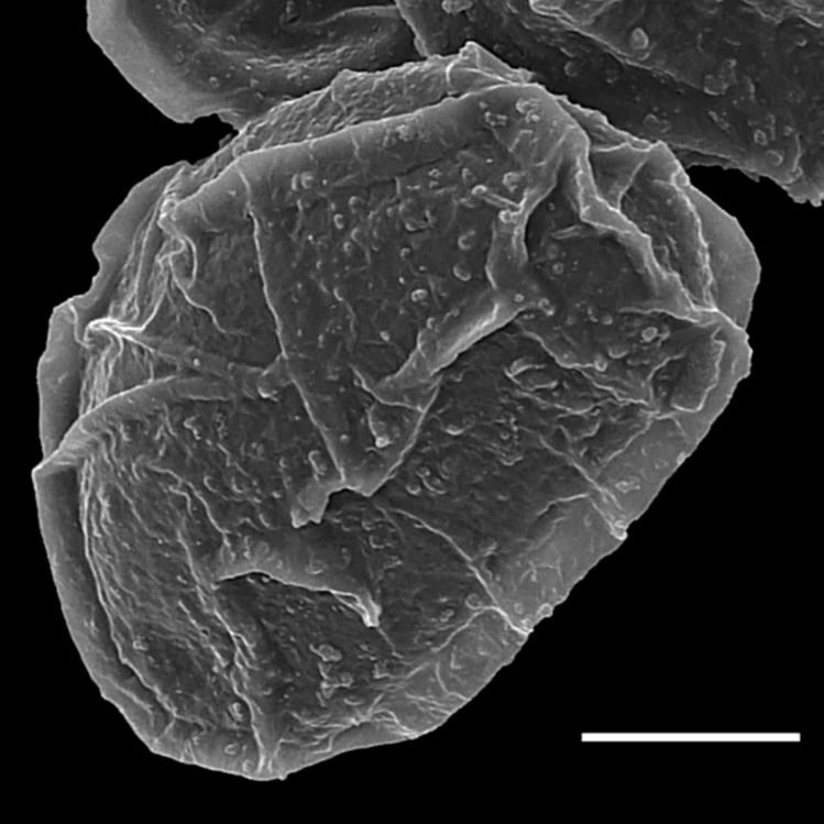Blechnaceae Lomaridium nigrocostatum