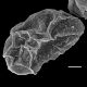image of Lomaridium sp nov