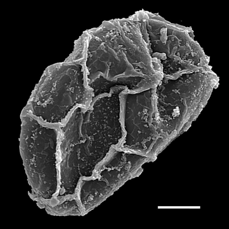 Blechnaceae Lomaridium fragile