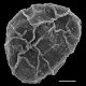 image of Lomaridium sp nov