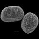 image of Lomaridium fragile