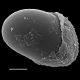 image of Lomaridium fragile