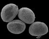 image of Lomaridium fragile