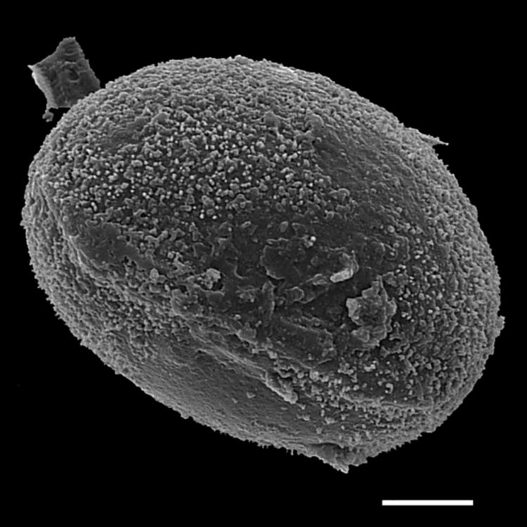 Blechnaceae Lomaridium fragile