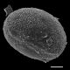 image of Lomaridium fragile