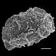 image of Phegopteris connectilis