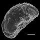 image of Phegopteris connectilis