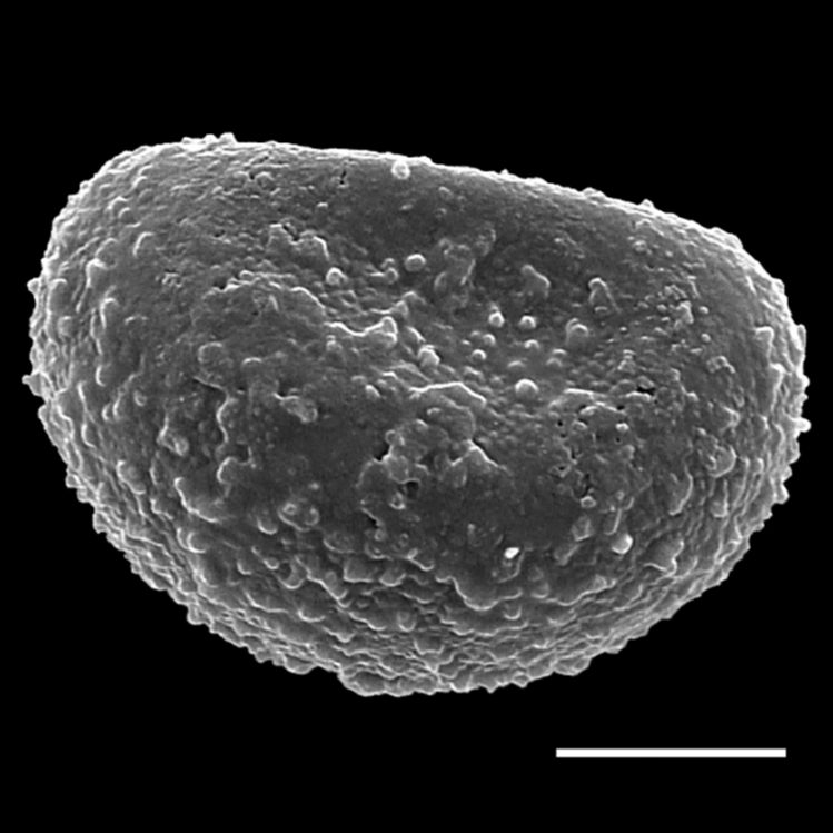 Thelypteridaceae Phegopteris hexagonoptera