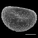 image of Phegopteris hexagonoptera