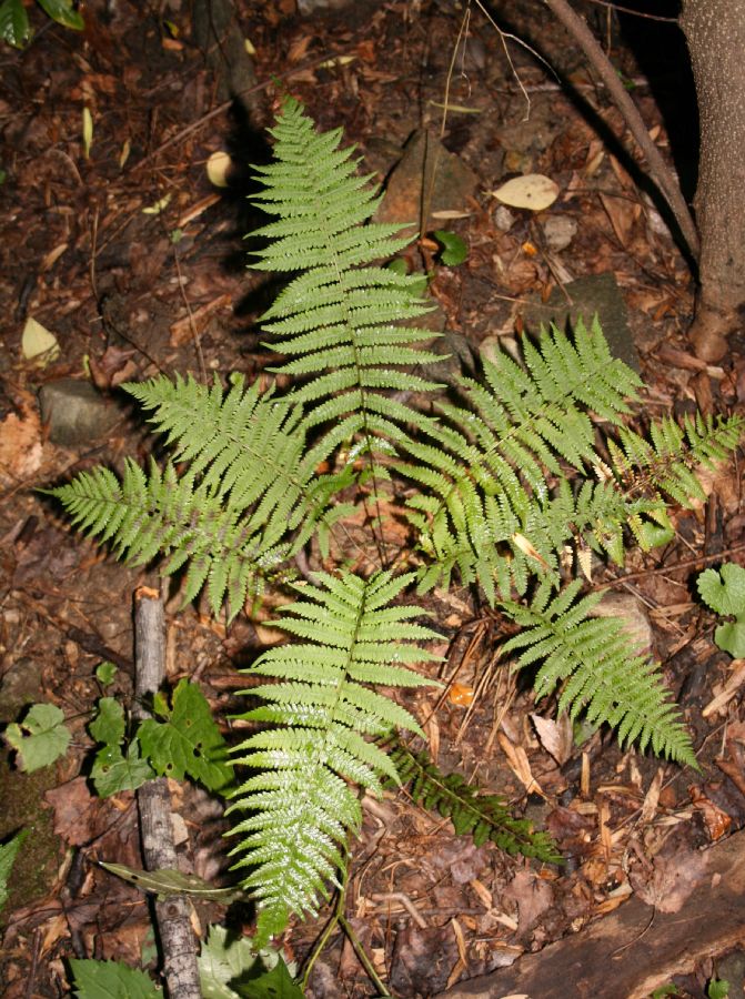 Thelypteridaceae Amauropelta novaboracensis