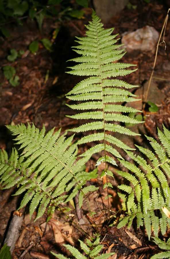 Thelypteridaceae Amauropelta novaboracensis