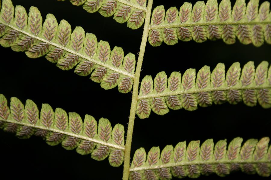 Athyriaceae Deparia acrostichoides