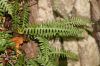image of Polypodium virginianum