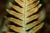 image of Polypodium virginianum