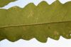 image of Onoclea sensibilis
