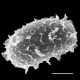 image of Elaphoglossum boryanum