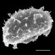 image of Elaphoglossum boryanum