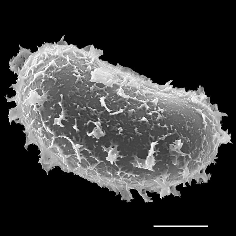 Dryopteridaceae Elaphoglossum boryanum
