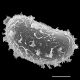 image of Elaphoglossum boryanum