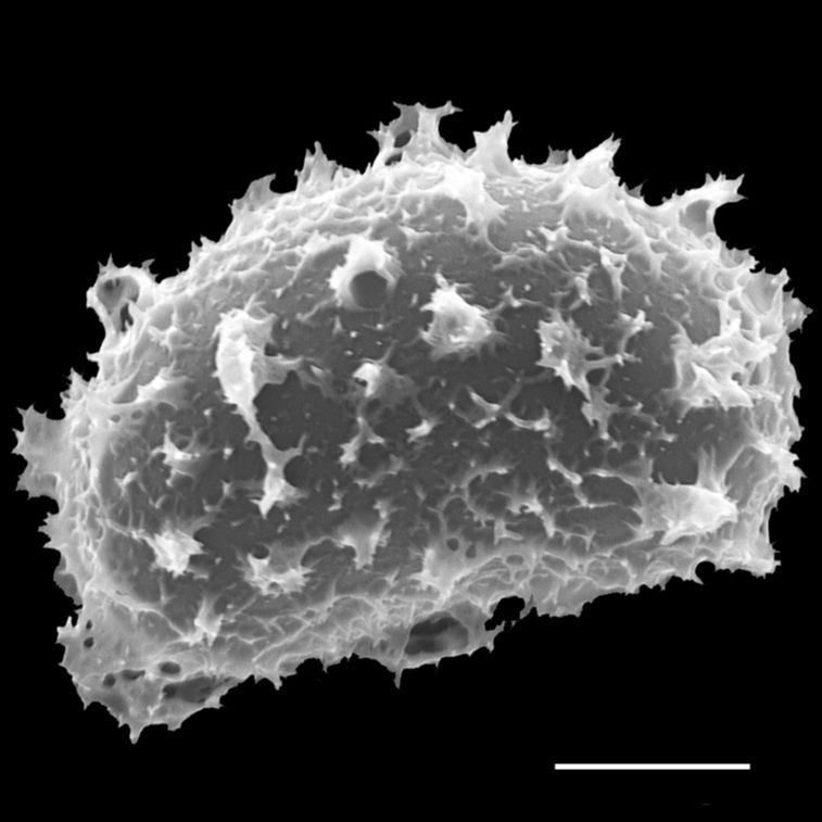 Dryopteridaceae Elaphoglossum boryanum