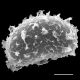 image of Elaphoglossum boryanum