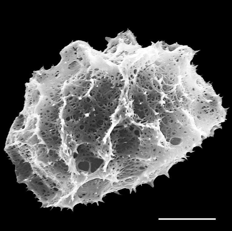 Dryopteridaceae Elaphoglossum davidsei