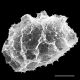 image of Elaphoglossum davidsei