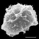 image of Elaphoglossum davidsei