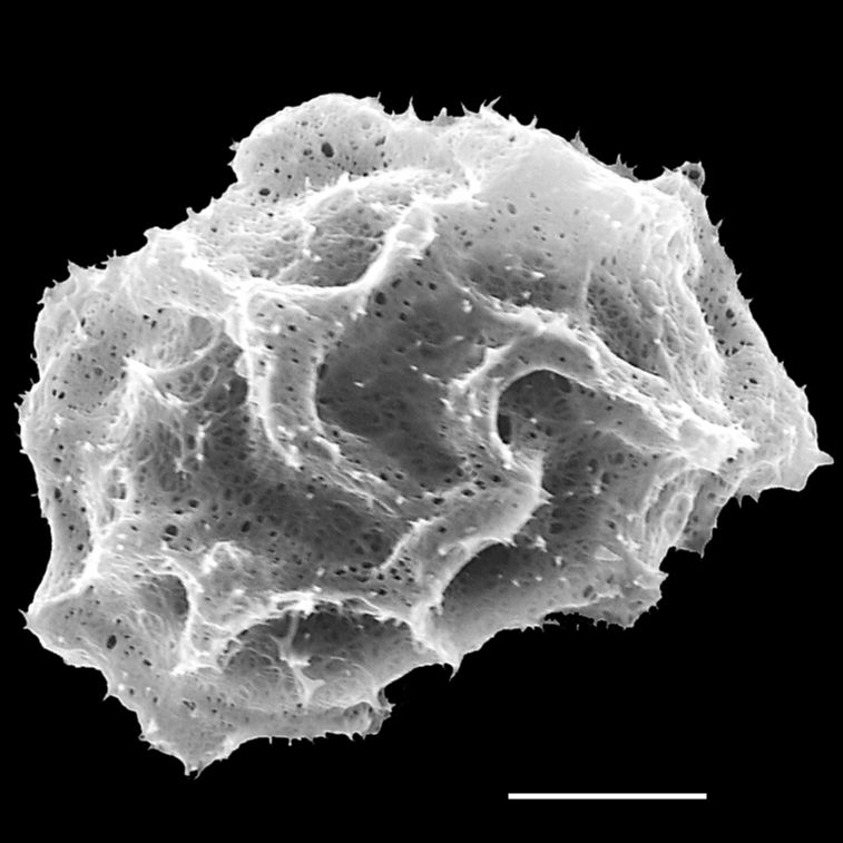 Dryopteridaceae Elaphoglossum davidsei