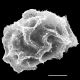 image of Elaphoglossum davidsei