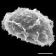 image of Elaphoglossum davidsei