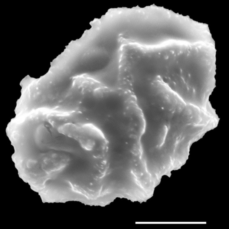 Dryopteridaceae Elaphoglossum decoratum
