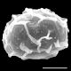 image of Elaphoglossum decoratum