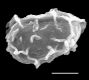 image of Elaphoglossum decoratum