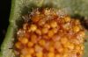 image of Polypodium virginianum