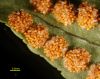 image of Polypodium virginianum