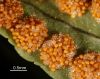 image of Polypodium virginianum