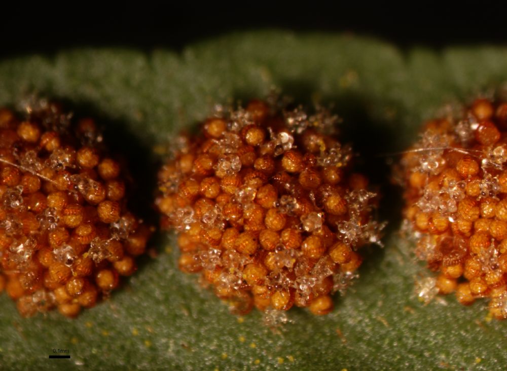 Polypodiaceae Polypodium virginianum
