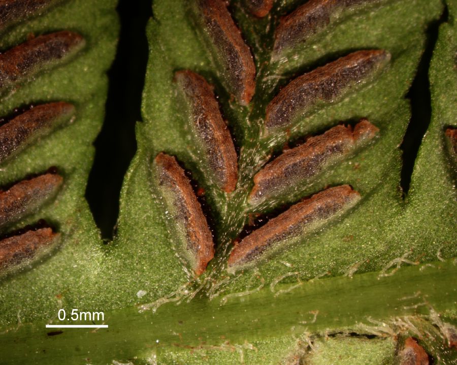 Athyriaceae Deparia acrostichoides
