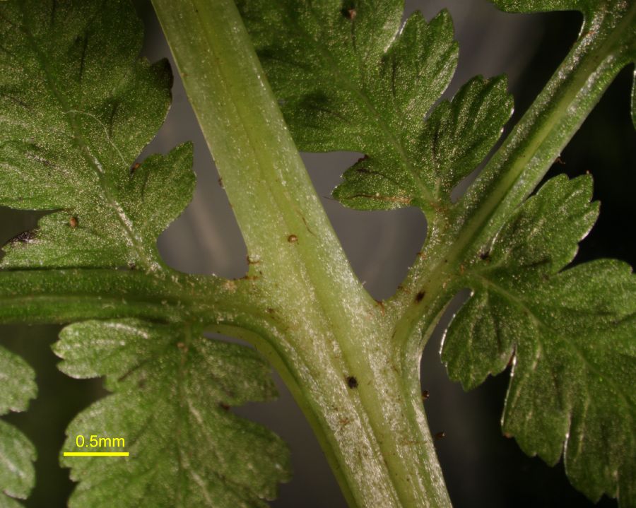 Athyriaceae Athyrium filix-femina