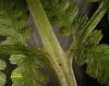 image of Athyrium filix-femina