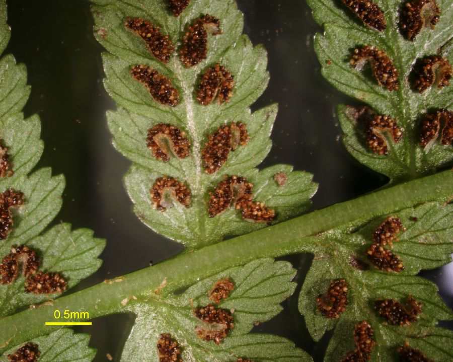 Athyriaceae Athyrium filix-femina