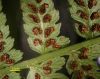 image of Athyrium filix-femina