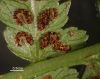 image of Athyrium filix-femina