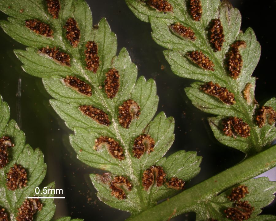 Athyriaceae Athyrium filix-femina