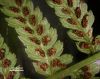 image of Athyrium filix-femina