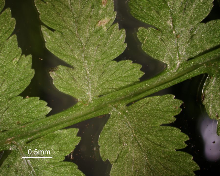 Athyriaceae Athyrium filix-femina