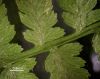 image of Athyrium filix-femina