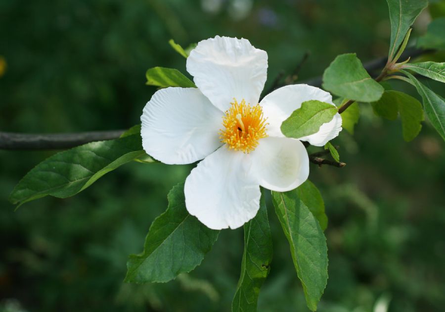 Theaceae Franklinia alatamaha