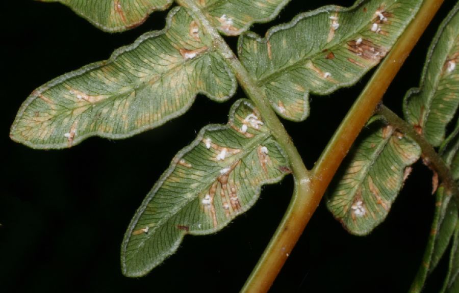 Dennstaedtiaceae Pteridium aquilinum